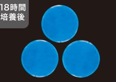 18時間培養後のウイルス検査結果