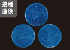 接種直後のウイルス検査結果